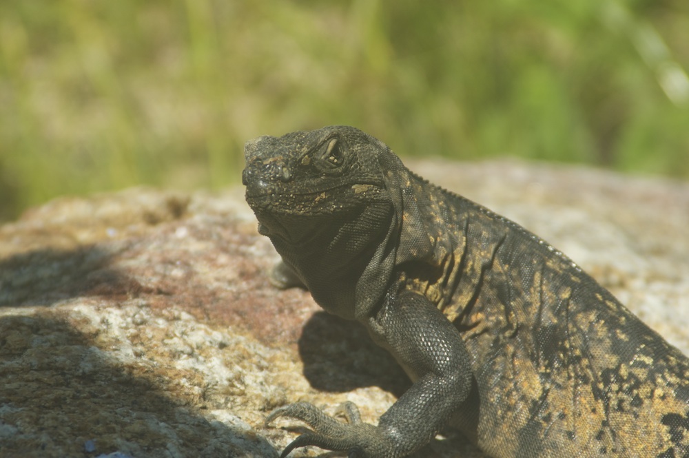 Iguana